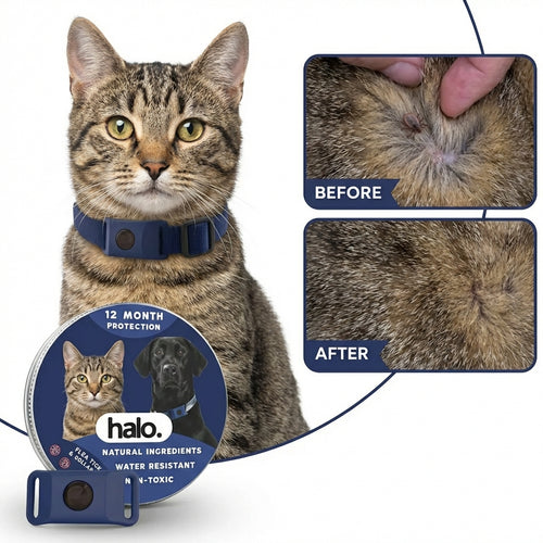 Cat Tick/Repellent Tag